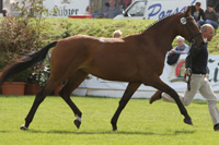 StPrSt. MIGHTY MAILLE (8. Pl.) v. Mighty Magic (Rüdiger Tremp, Stülow). 
